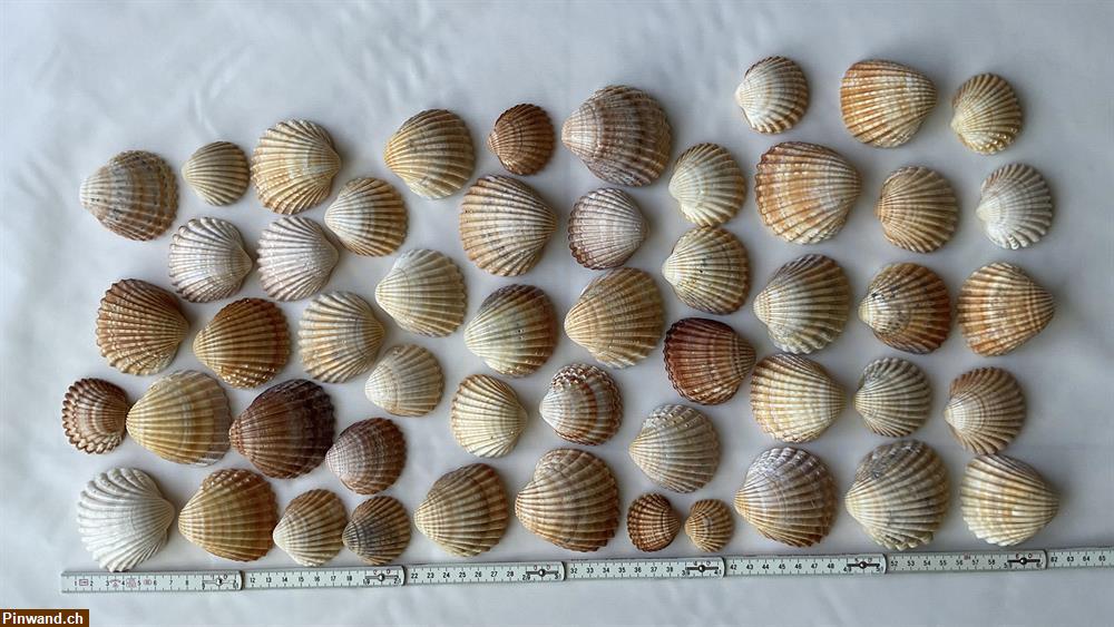 Bild 3: Muscheln braun zu verkaufen