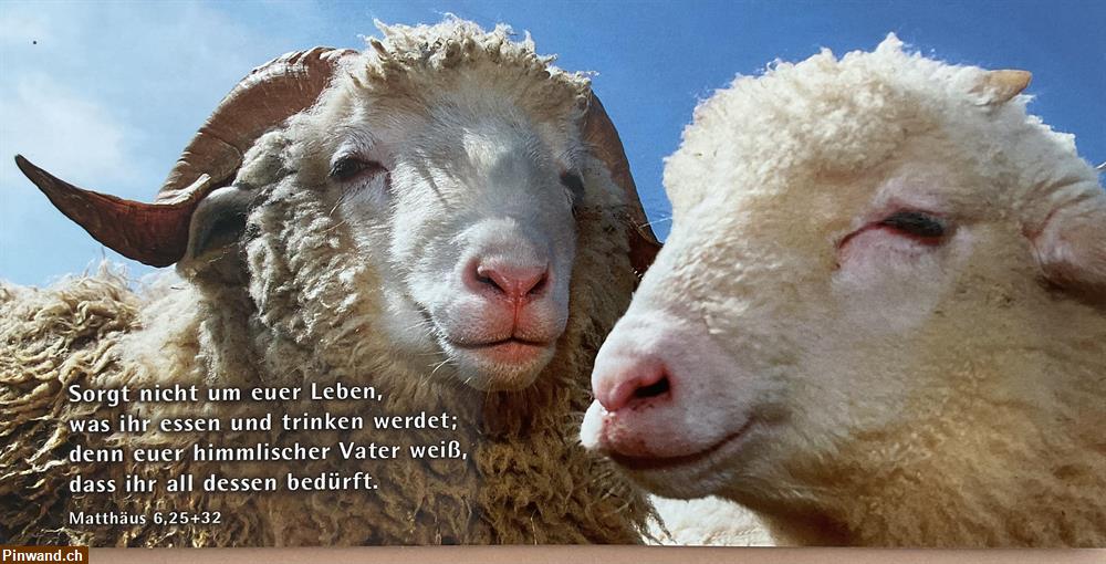 Bild 1: Bibelvers: Sorgt nicht um euer Leben…Matthäus 6:25-32