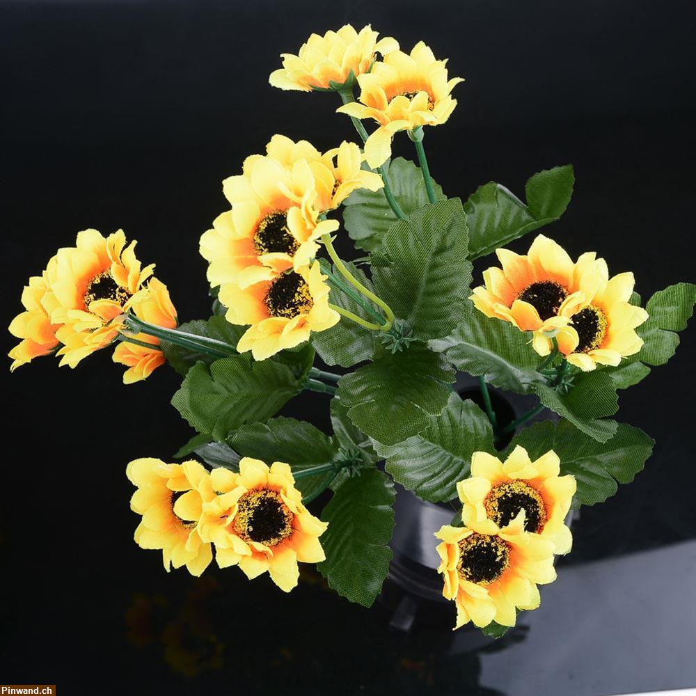 Bild 1: Sonnenblume, 15-blütig zu verkaufen