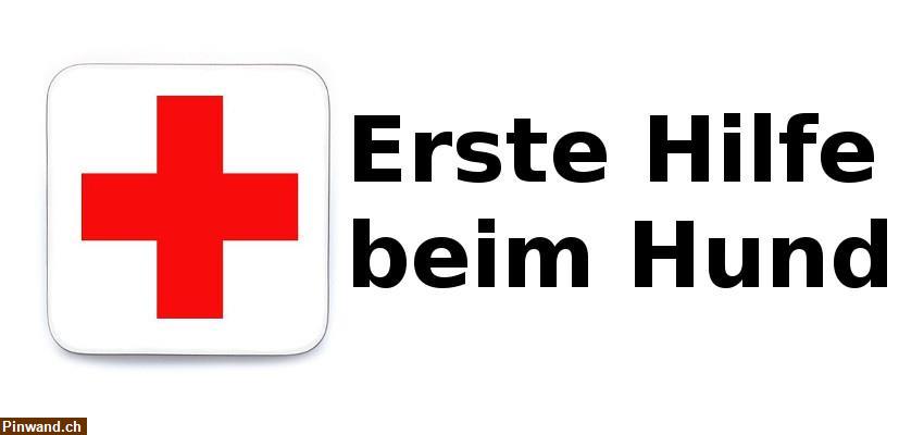 Bild 1: Nothelferkurs für Hundehalter in Opfershofen TG