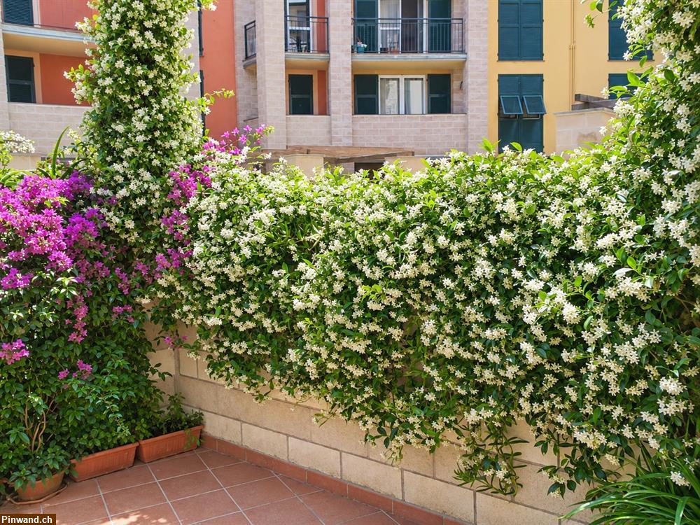 Bild 8: Sestri Levante – geräumiges Studio zu vermieten