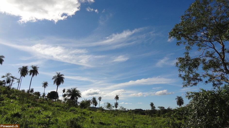 Bild 6: Verkauf: Finca mit großem Grundstück in ruhiger Lage in Sapucai / Paraguay